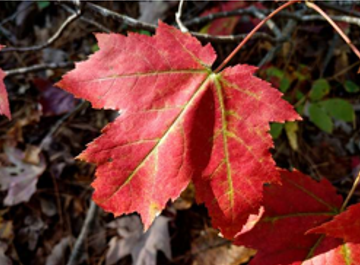 Red maple leaf on tree.